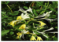 عصاره گل صدف سرد، 25٪ عصاره Lonicera Japonica با اسید کلرژنیک