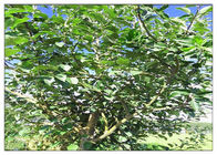 پودر عصاره گیاه ریشه گیاه اپل، مکمل غذایی گیاهی قابل حل در اتانول