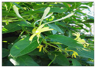 عصاره گل صد تومانی ضد عفونی، عصاره گل Lonicera Japonica CAS 327 97 9