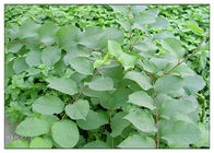 طبیعی ترانس رزوراترول پودر عصاره گیاهی 99٪ عصاره ریشه گیاه Polygonum Cuspidatum