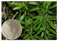 عصاره کل گیاه Huperzia Serrata، Natural Huperzine Powder به عنوان مکمل