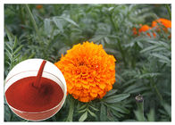 Tagetes Erecta Flower پودر عصاره گل های طبیعی برای پیشگیری از سلامت چشم