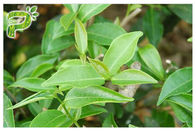 CAS 989 51 5 عصاره برگ چای سبز، مکمل چای سبز برای کاهش وزن