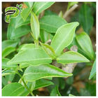 CAS 989 51 5 EGCG عصاره چای سبز عطر و لوازم آرایشی Epigallocatechin Gallate Ingredient