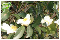 عصاره طبیعی لوازم آرایشی طبیعی Camellia Oleifera Abel عصاره چای سبز Saponins برای امولسیفایر