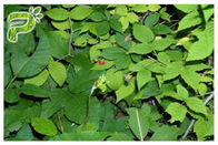 درمان سرفه خالص مکمل های گیاهی Ivy Leaf Extract Hedera Helix Hederacoside 10٪