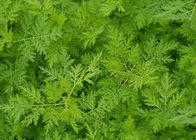 عصاره Artemisia Annua 99٪ Pure Artemisinin Powder CAS 63968 64 9