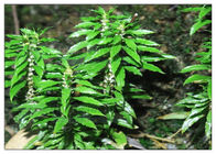 99٪ Huperzia Serrata گیاه عصاره گیاهی برای بیماری آلزایمر