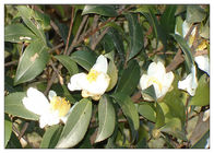 اسید چرب امولسیون Camellia Oleifera، روغن Camellia برای رشد مو ضد اکسیداسیون