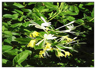 عصاره گیاهان عصاره گل سرخ عصاره گل سرخ عصاره کلروژنیک 5٪ CAS 327 97 9