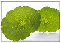 پوست اسکرین ضد پیری Gotu Kola Leaf، Centella Asiatica عصاره برای صنعت لوازم آرایشی و بهداشتی