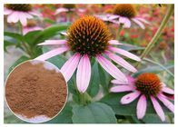 عصاره گیاهان ضد قارچ اسید اسکوریکا Powder Echinacea Pururea از گیاهان دارویی