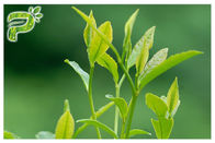 پودر عصاره گیاهی چای سبز از پیشگیری از نشانه های رادیکال پلی فنل 95٪ تست UV