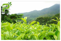 پودر عصاره گیاهی چای سبز از پیشگیری از نشانه های رادیکال پلی فنل 95٪ تست UV