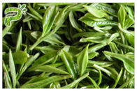CAS 989 51 5 عصاره برگ چای سبز، مکمل چای سبز برای کاهش وزن