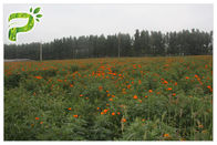 مراقبت از چشم عصاره گل های طبیعی ضد اکسیداسیون پودر قرمز نارنجی لوتئین از گل ماری گل