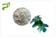 عصاره برگ گیاه خرمالو پودر اسید اور اسولیک روش تست HPLC