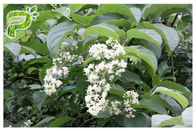عصاره ی ایمنی Celastrol Triterygium عصاره ویلفردی CAS 34157 83 0 پودر سفید سفید