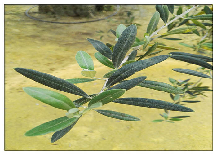 پودر عصاره گیاه برگ زیتون هیدروکسی تیروئول 20٪ ضد التهابی HPLC آزمون