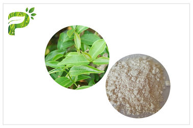 CAS 989 51 5 EGCG عصاره چای سبز عطر و لوازم آرایشی Epigallocatechin Gallate Ingredient